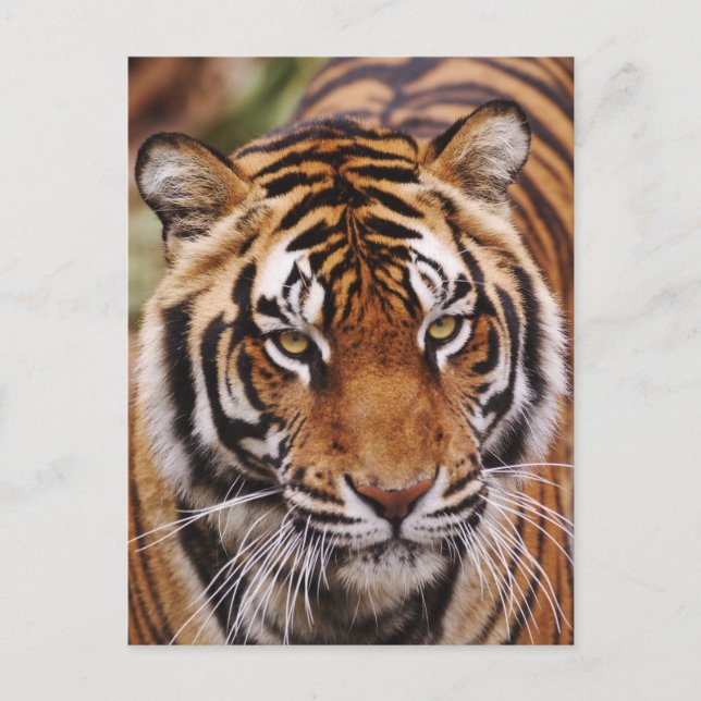 Postal Tigre de Bengala, Panthera tigris (Anverso)