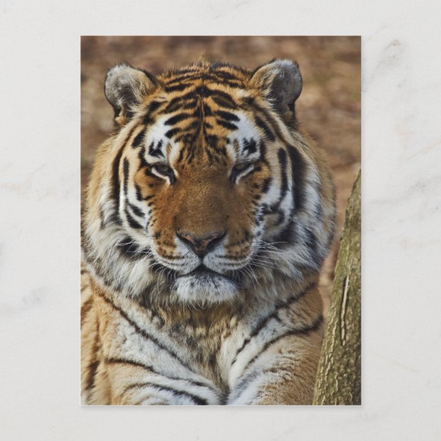 Postal Tigre de Bengala, Panthera tigris, zoológico de Lo (Anverso)