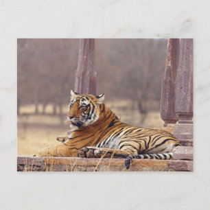 Postal Tigre de Bengala Real en el ceaph,