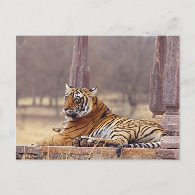 Postal Tigre de Bengala Real en el ceaph, (Anverso)