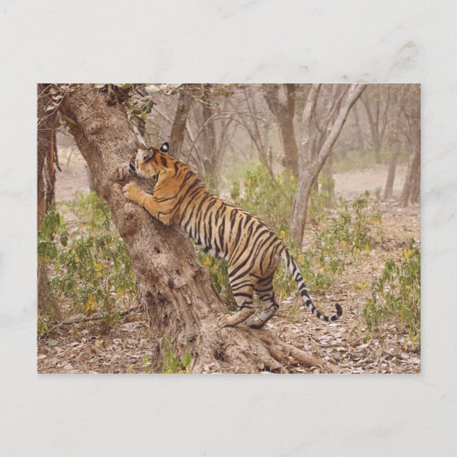 Postal Tigre de Bengala Real subiendo al árbol, (Anverso)