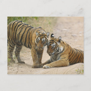 Postal Tigre de Bengala Real y joven - Tocándose por dela