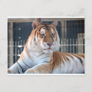 Postal Tigre de oro en el zoológico de la montaña Cougar