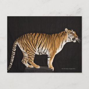 Postal Tigre de pie en el andén