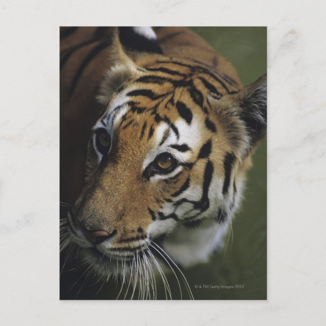 Postal Tigre de pie (Panthera tigris), cerca de (Anverso)