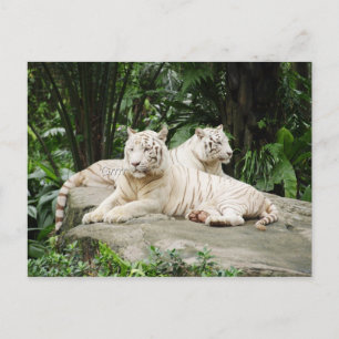 Postal Tigre de Siberia