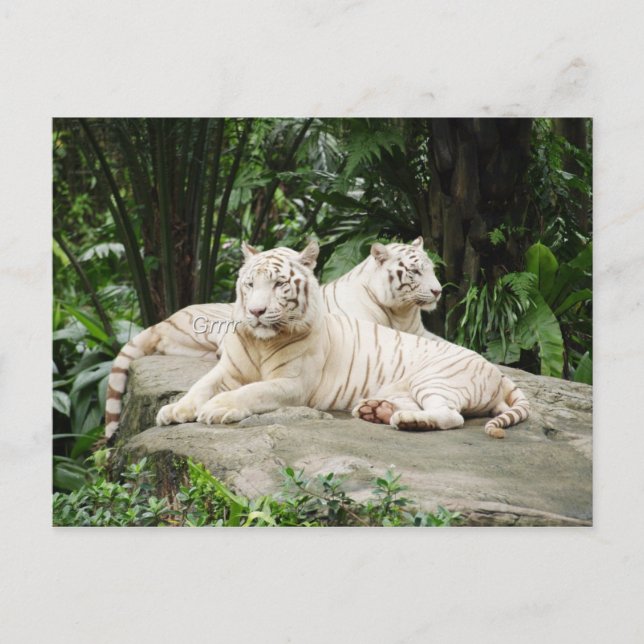 Postal Tigre de Siberia (Anverso)