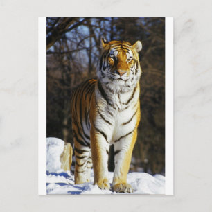 Postal Tigre de Siberia