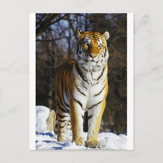 Postal Tigre de Siberia (Anverso)