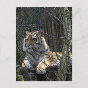 Postal Tigre de Siberia