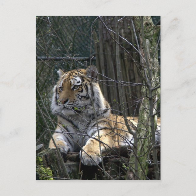 Postal Tigre de Siberia (Anverso)