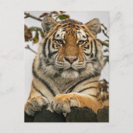 Postal Tigre de Siberia