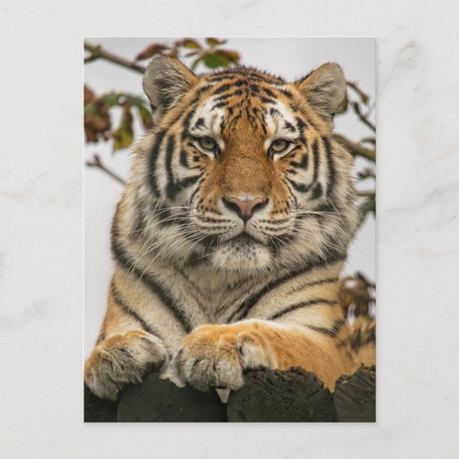 Postal Tigre de Siberia (Anverso)
