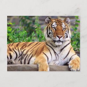 Postal Tigre de Siberia