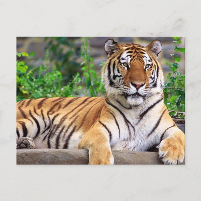 Postal Tigre de Siberia (Anverso)
