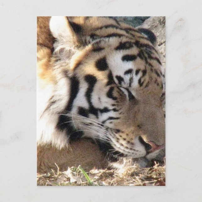 Postal Tigre de Siberia (Anverso)