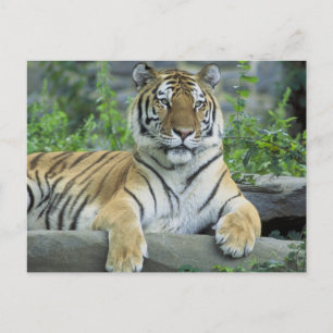 Postal Tigre de Siberia