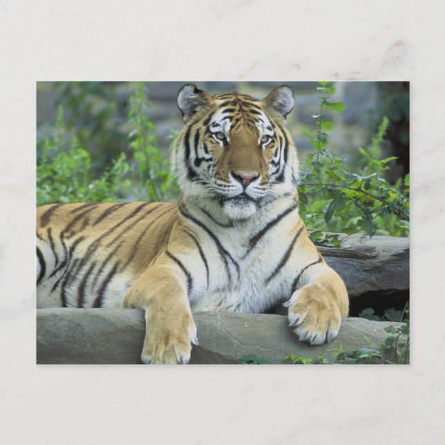 Postal Tigre de Siberia (Anverso)