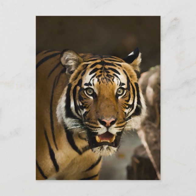 Postal Tigre de Siberia (Anverso)