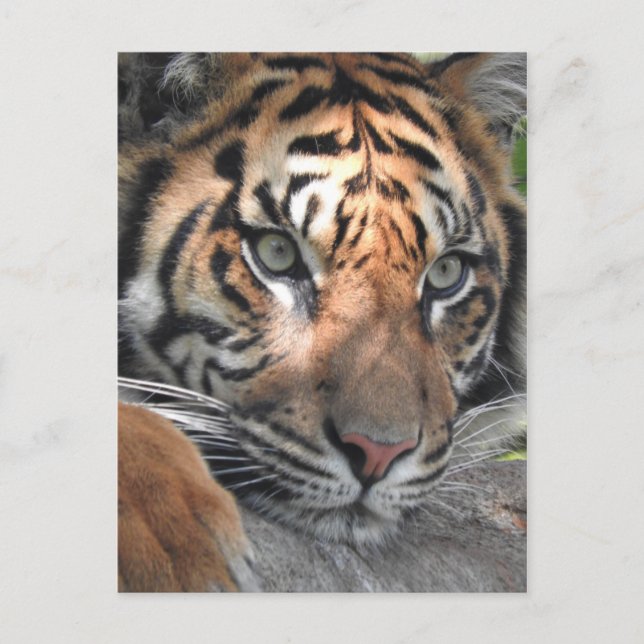 Postal Tigre de Sumatra (Anverso)