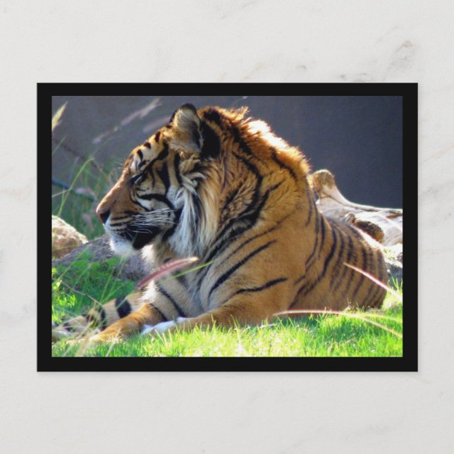 Postal Tigre de Sumatra (Anverso)
