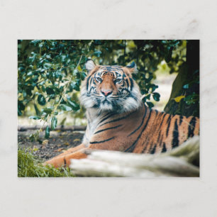 Postal Tigre de Sumatra