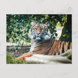 Postal Tigre de Sumatra