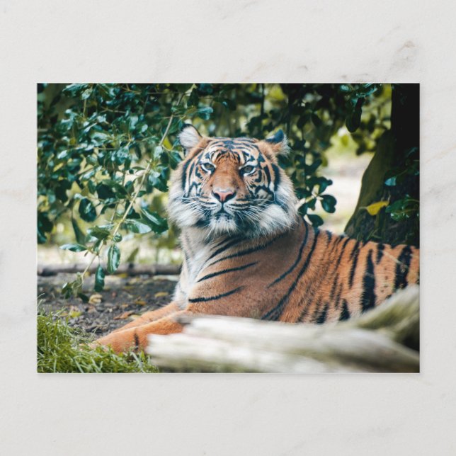 Postal Tigre de Sumatra (Anverso)