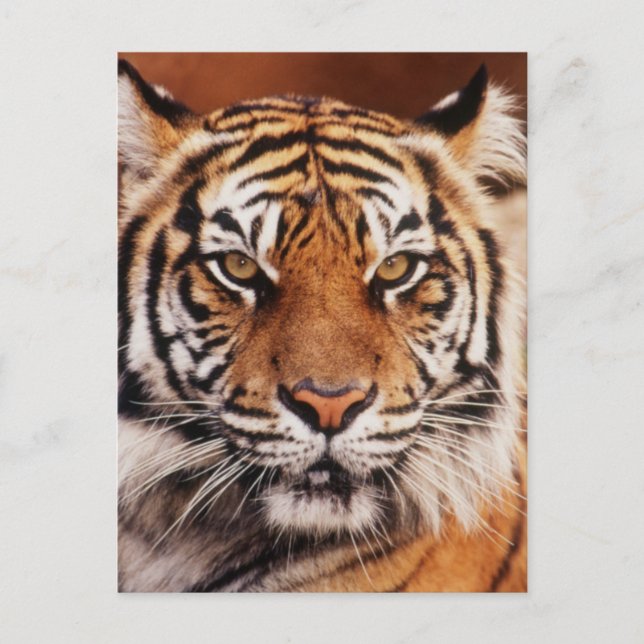 Postal Tigre de Sumatra (Anverso)