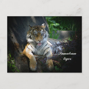 Postal Tigre de Sumatra
