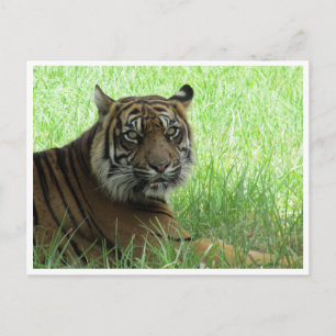 Postal tigre de sumatra