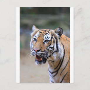 Postal Tigre de Sumatra