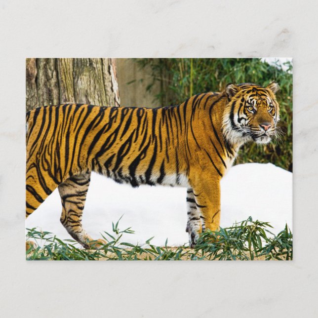 Postal Tigre de Sumatra (Anverso)