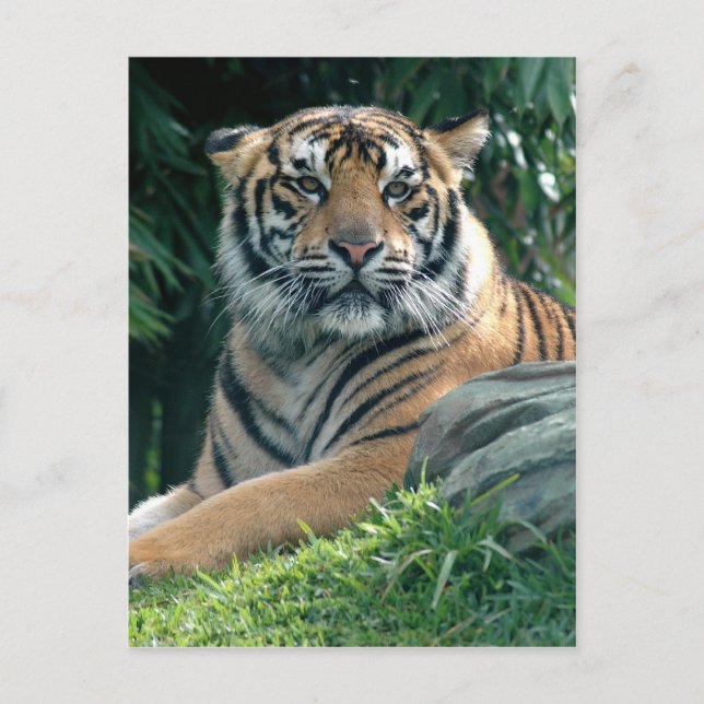 Postal tigre de sumatra (Anverso)