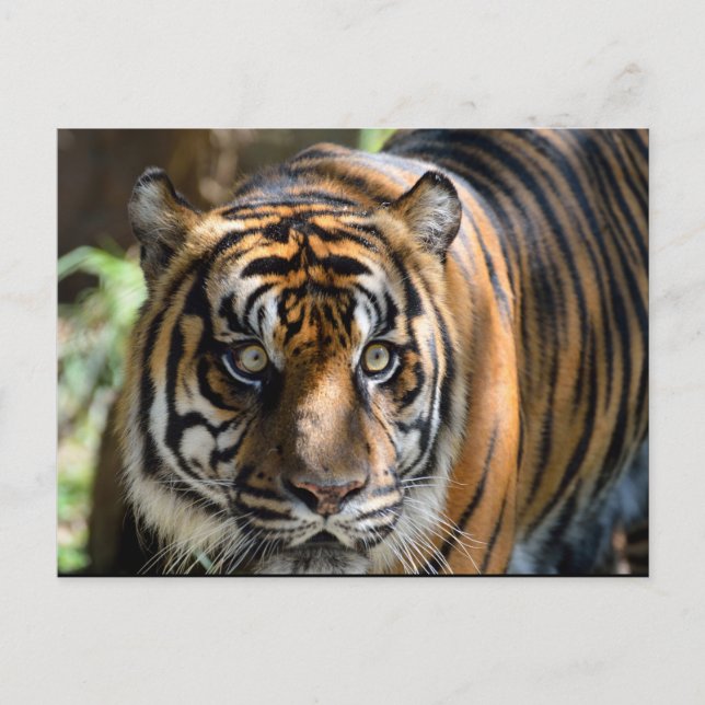 Postal Tigre de Sumatra (Anverso)