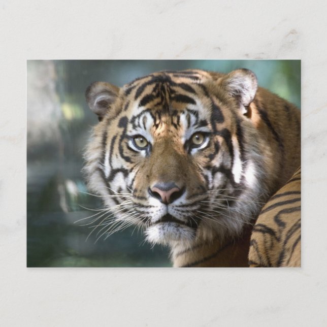 Postal Tigre de Sumatra macho (Panthera tigris sumatrae) (Anverso)