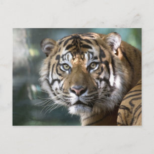 Postal Tigre de Sumatra macho (Panthera tigris sumatrae)