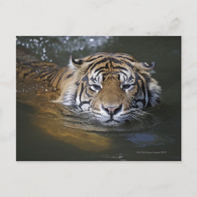 Postal Tigre de Sumatra, Panthera tigris sumatrae (Anverso)