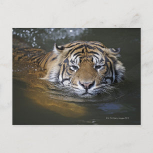 Postal Tigre de Sumatra, Panthera tigris sumatrae