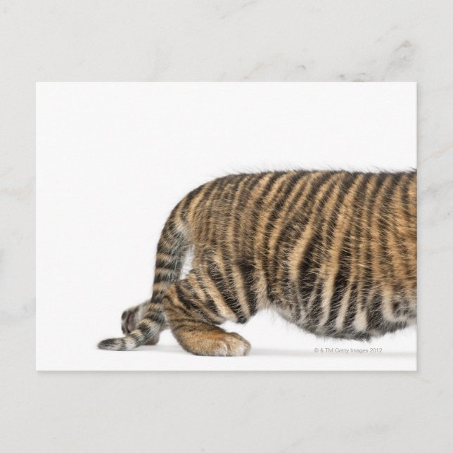 Postal Tígre de Sumatra - Panthera tigris sumatrae (3) (Anverso)