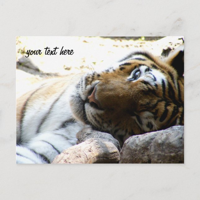Postal Tigre de viento (Anverso)