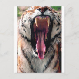 Postal Tigre de Yawning 2