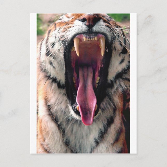 Postal Tigre de Yawning 2 (Anverso)