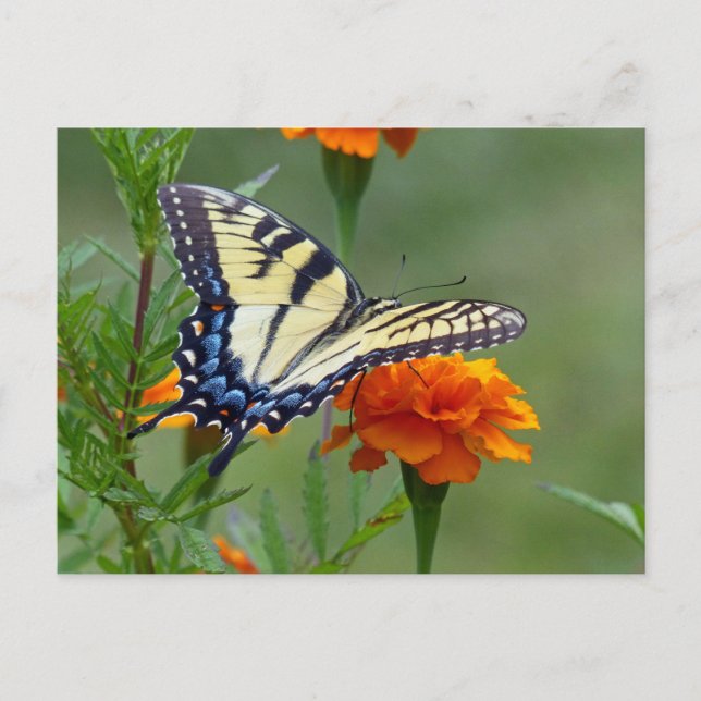 Postal Tigre del este femenino amarillo Swallowtail (Anverso)