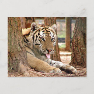 Postal Tigre después de un duro día