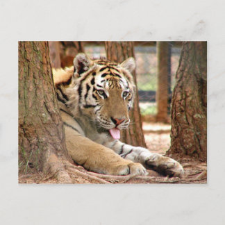 Postal Tigre después de un duro día