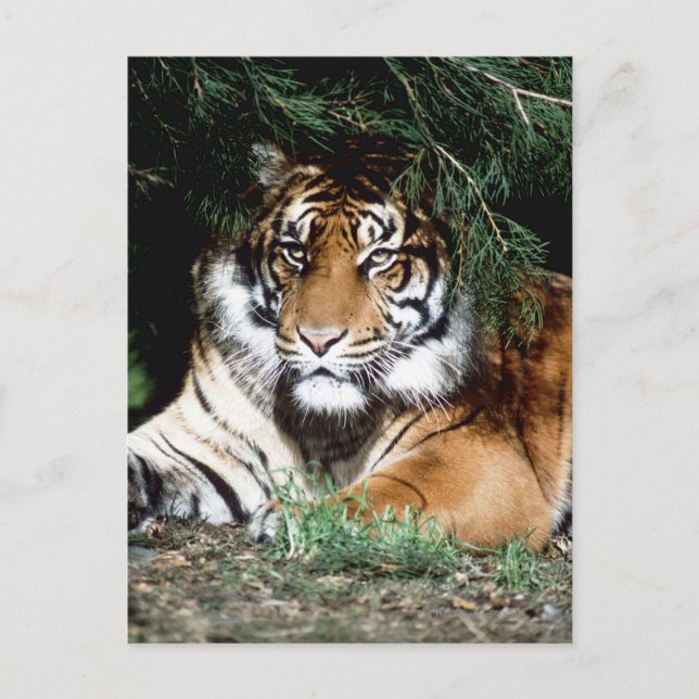 Postal Tigre disfrutando del sol (Anverso)