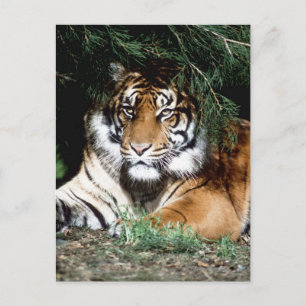 Postal Tigre disfrutando del sol