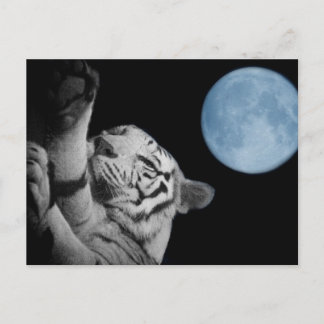 Postal Tigre dormido