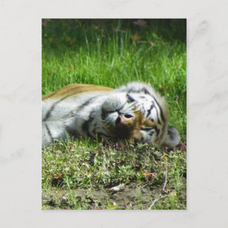 Postal Tigre dormido